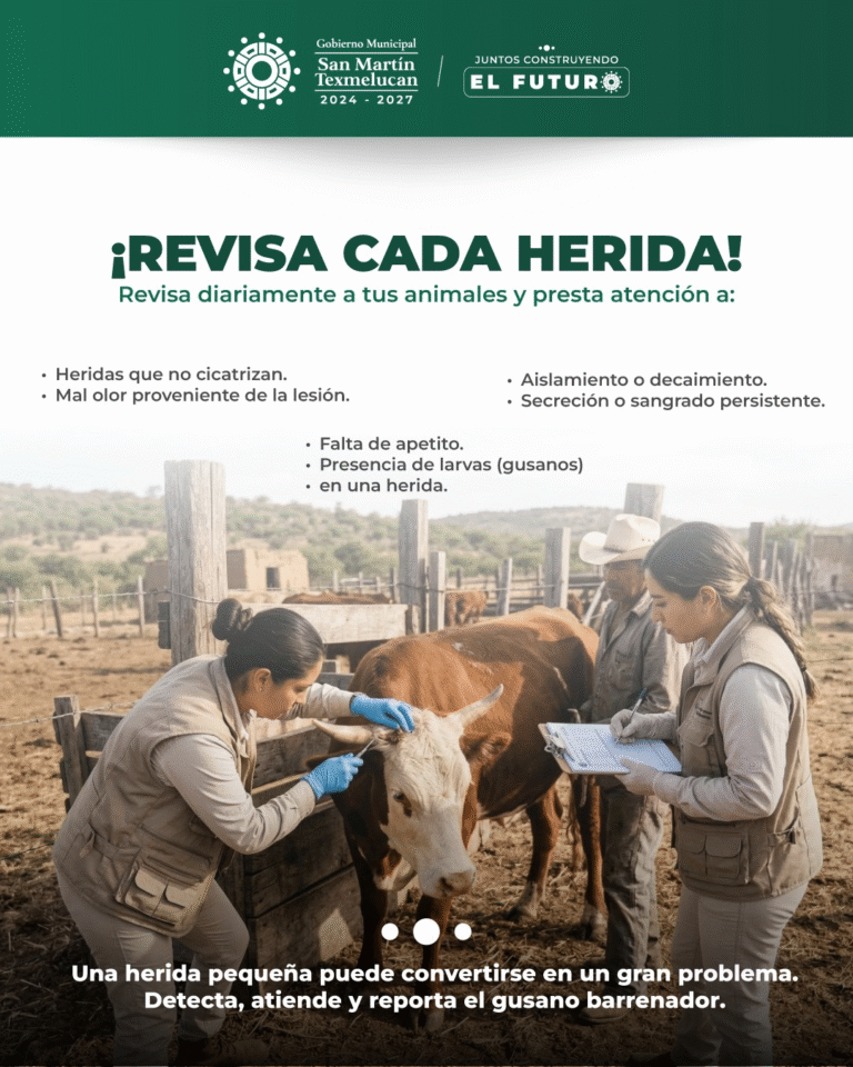 Gobierno de Texmelucan exhorta a prevenir y reportar casos de gusano barrenador